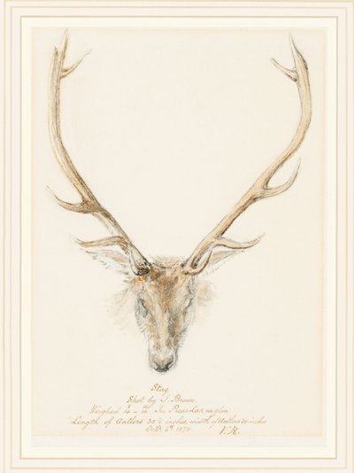 Un Cervo Abbattuto da John Brown, 1874 da Queen Victoria