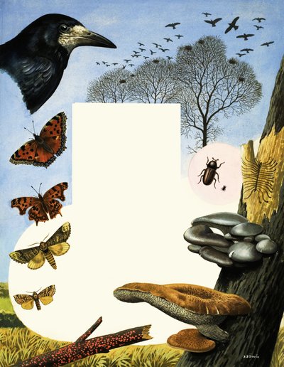 Animali attratti dagli olmi, tra cui le cornacchie e le farfalle da R.B. Davis