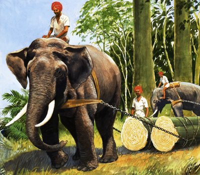 Elefanti al lavoro da R.B. Davis