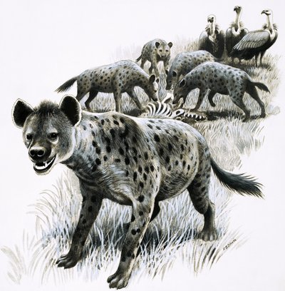 Iene che si nutrono di una carcassa di zebra con gli avvoltoi che osservano da R.B. Davis