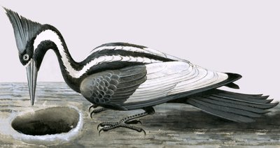 Picchio dal becco d
