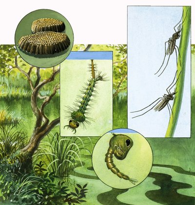 Il ciclo di vita della zanzara da R.B. Davis