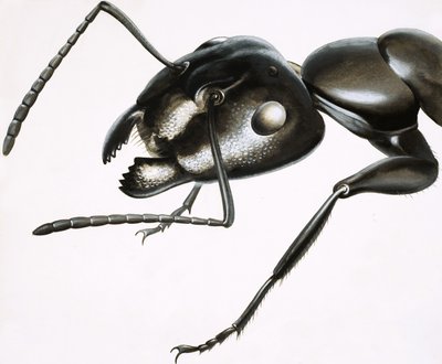 Piccoli mostri: La formica potente da R.B. Davis