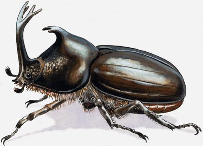 Scarafaggio cervo da R.B. Davis