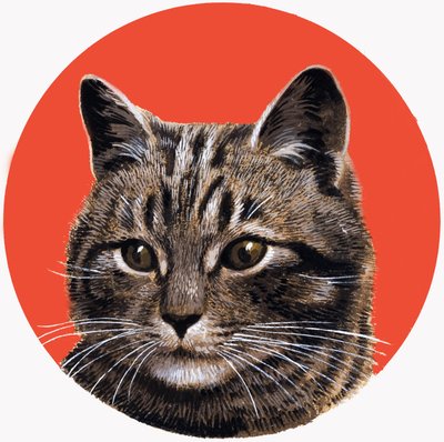 Gatto soriano, da 