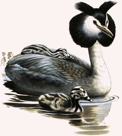 Lo svasso maggiore da R.B. Davis
