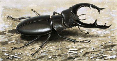Lo scarabeo cervo da R.B. Davis