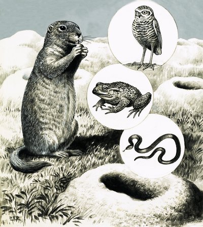 Le elaborate tane del cane della prateria da R.B. Davis