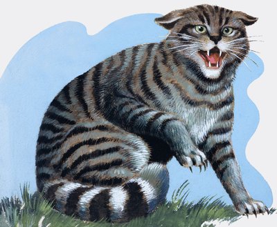 Gatto selvatico, da 