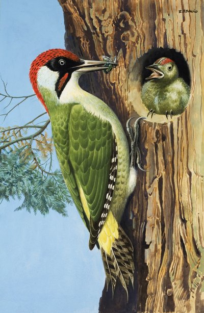 Picchio (gouache su carta) da R.B. Davis