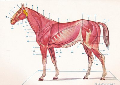 Muscoli Superficiali, Tendini, ecc. di un Cavallo, c1907 c1910 da RE Holding
