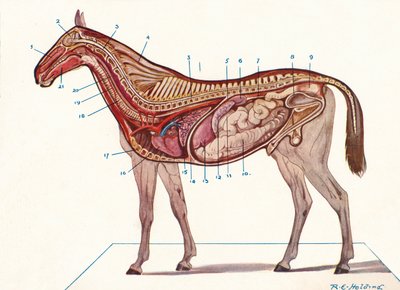 Sezione verticale del corpo di un cavallo, c1907 c1910 da RE Holding