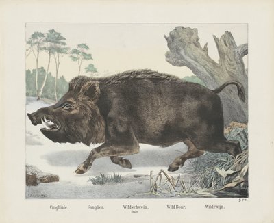 Cinghiale da R. Schulz