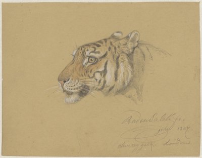 Testa di una tigre da Raden Sarief Bastaman Saleh