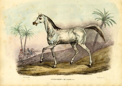 Cavallo Arabo, 1863-79 da Raimundo Petraroja