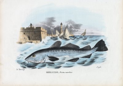Merluzzo atlantico, 1863-79 da Raimundo Petraroja