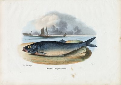 Aringa atlantica, 1863-79 da Raimundo Petraroja