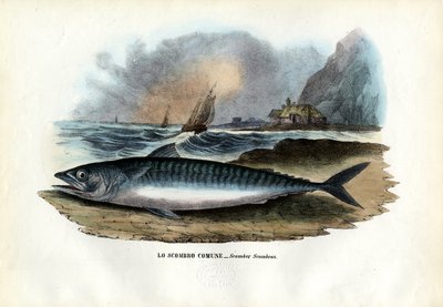 Sgombro Atlantico, 1863-79 da Raimundo Petraroja