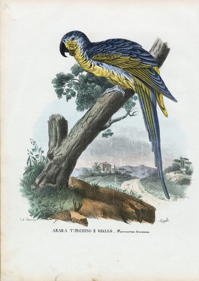 Ara ararauna, 1863-79 da Raimundo Petraroja