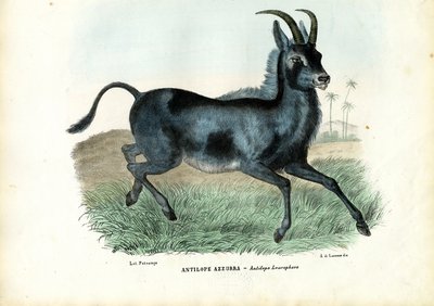 Bluebuck, 1863-79 da Raimundo Petraroja