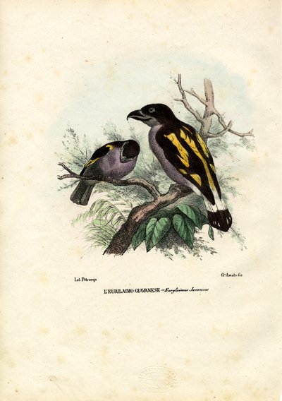 Broadbills, 1863-79 da Raimundo Petraroja