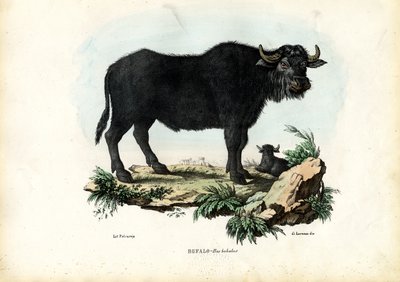 Bufalo, 1863-79 da Raimundo Petraroja