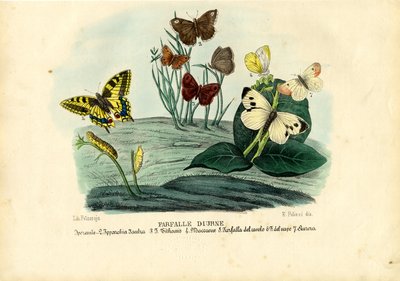 Farfalle, 1863-79 da Raimundo Petraroja