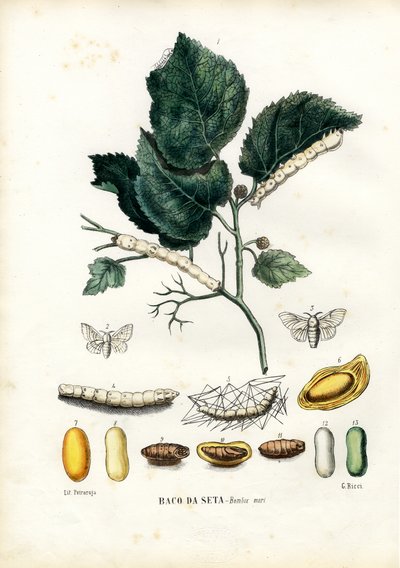 Farfalle, 1863-79 da Raimundo Petraroja