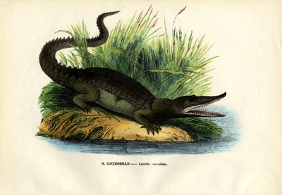 Caimano, 1863-79 da Raimundo Petraroja
