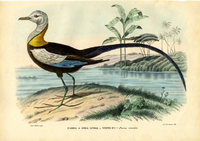 Jacana cinese, 1863-79 da Raimundo Petraroja