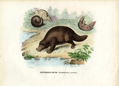Ornitorinco, 1863-79 da Raimundo Petraroja