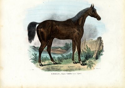 Cavallo inglese, 1863-79 da Raimundo Petraroja
