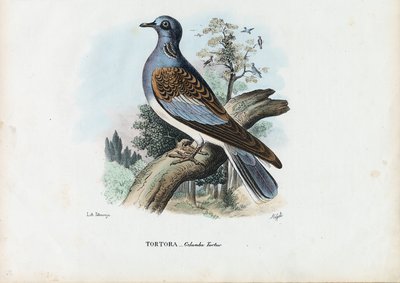 Tortora europea, 1863-79 da Raimundo Petraroja