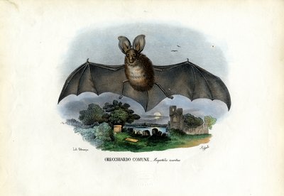 Pipistrello dalle lunghe orecchie grigie da Raimundo Petraroja