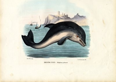 Focena del porto, 1863-79 da Raimundo Petraroja