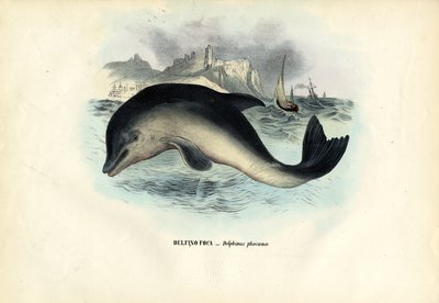 Focena del porto, 1863-79 da Raimundo Petraroja