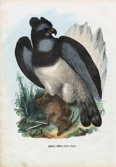 Aquila Arpia, 1863-79 da Raimundo Petraroja