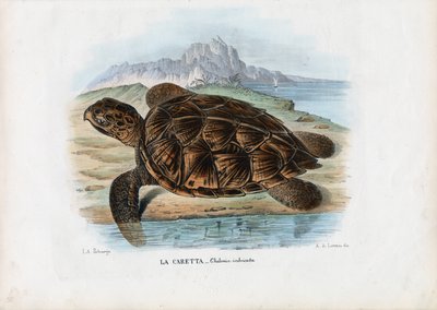 Tartaruga marina embricata, 1863-79 da Raimundo Petraroja