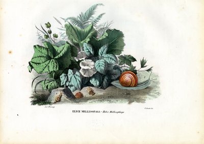 Lumache Helix, 1863-79 da Raimundo Petraroja