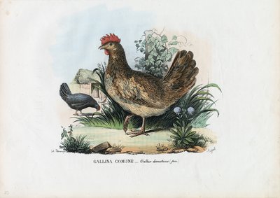 Gallina, 1863-79 da Raimundo Petraroja