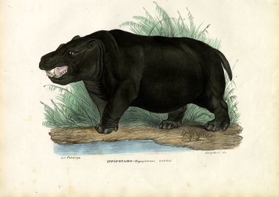 Ippopotamo, 1863-79 da Raimundo Petraroja