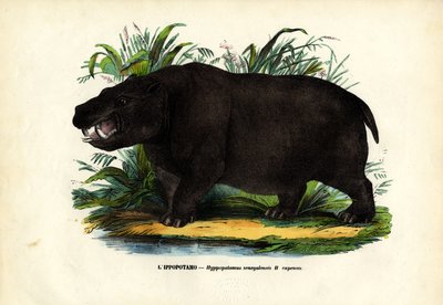 Ippopotamo, 1863-79 da Raimundo Petraroja