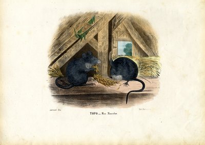Topo domestico, 1863-79 da Raimundo Petraroja