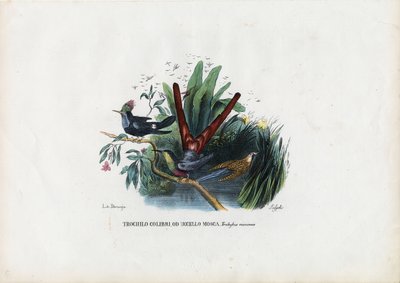 Colibrì, 1863-79 da Raimundo Petraroja