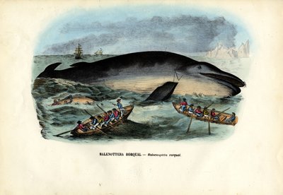 Balena Megattera, 1863-79 da Raimundo Petraroja