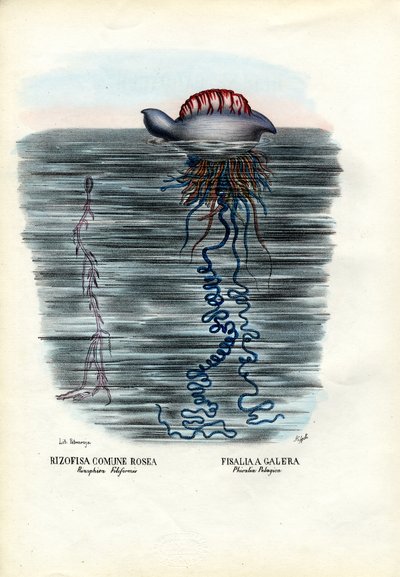 Meduse, 1863-79 da Raimundo Petraroja