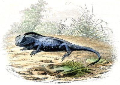 La testa biforcuta (Lyriocephalus margaritaceus) - Tavola estratta da Histoire Naturelle di Bernard Germain de Lacepede (1856-1925), edizione P.Furme, Parigi da Raimundo Petraroja