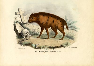 Iena che ride, 1863-79 da Raimundo Petraroja