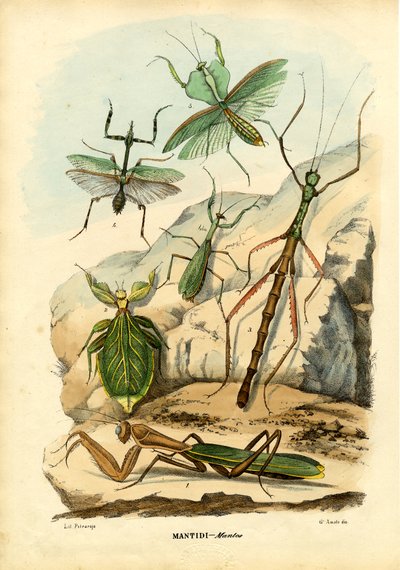 Insetto foglia, 1863-79 da Raimundo Petraroja