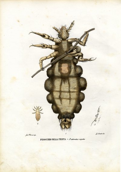 Pidocchio, 1863-79 da Raimundo Petraroja